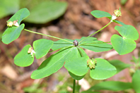 Euphorbia dulcis